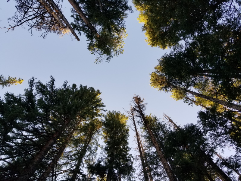 Photo of a viewer looking up to the tops of pine trees from the bottom of them.